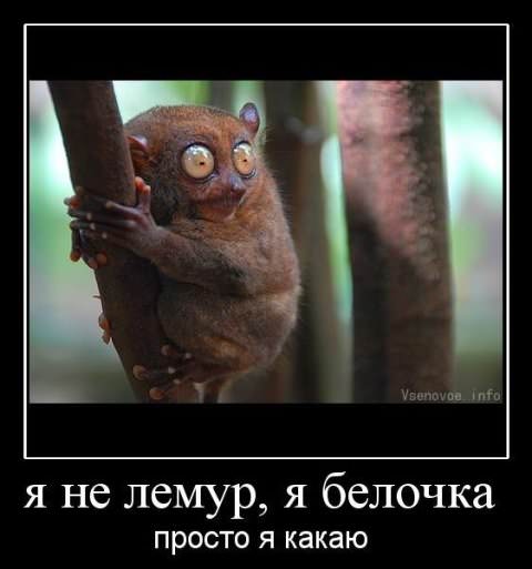 Демотиваторы про животных