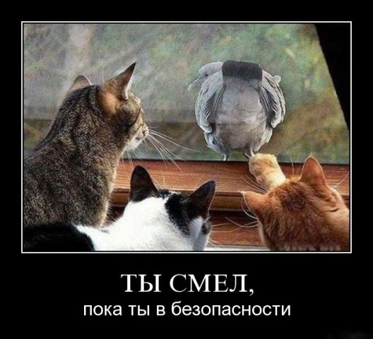Демотиваторы про животных