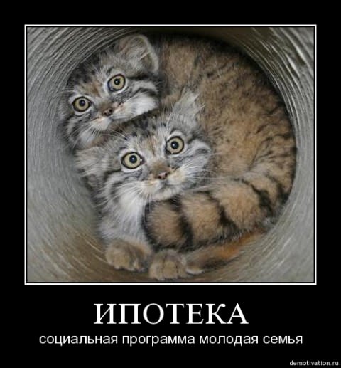 Демотиваторы про животных