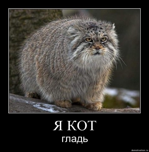 Демотиваторы про животных