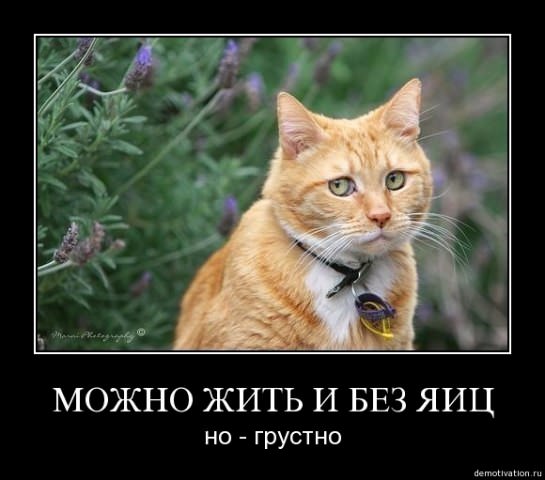 Демотиваторы про животных
