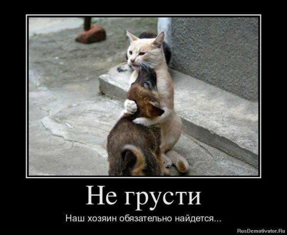 Демотиваторы про животных