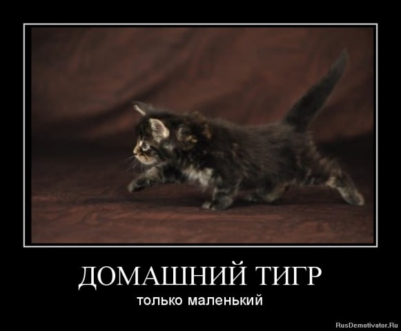 Демотиваторы про животных