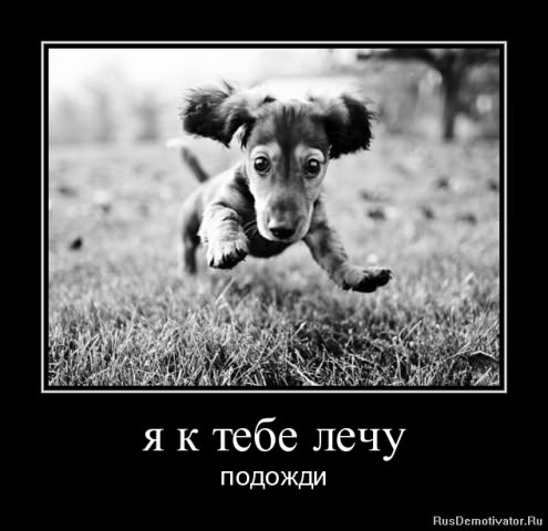 Демотиваторы про животных
