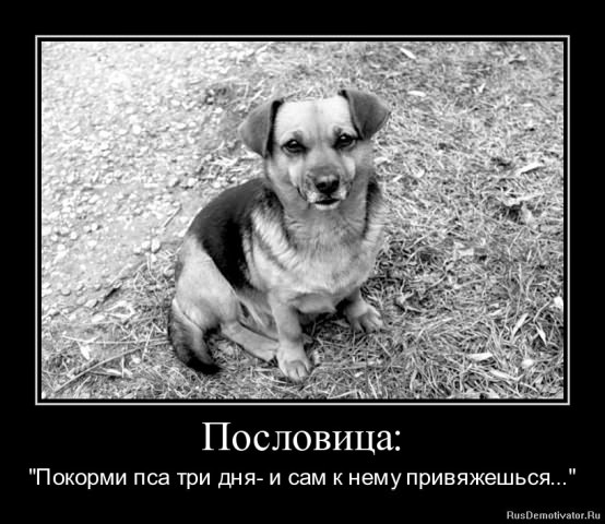 Демотиваторы про животных