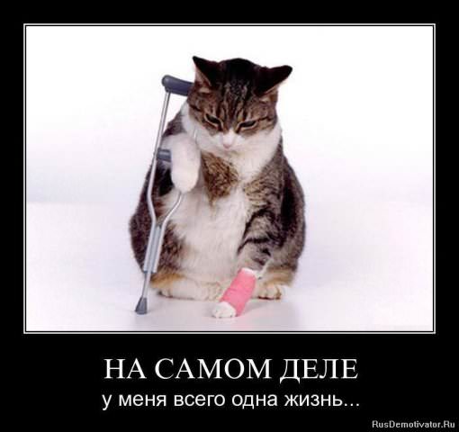 Демотиваторы про животных
