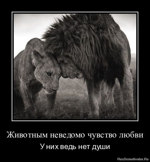 Демотиваторы про животных