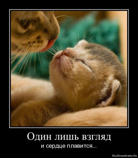 Демотиваторы про животных
