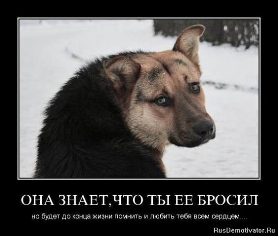 Демотиваторы про животных