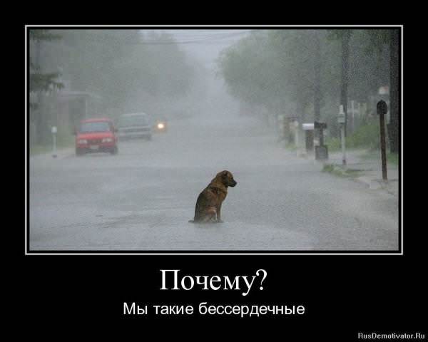Демотиваторы про животных
