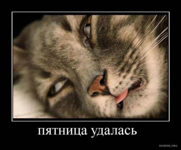 Демотиваторы про животных