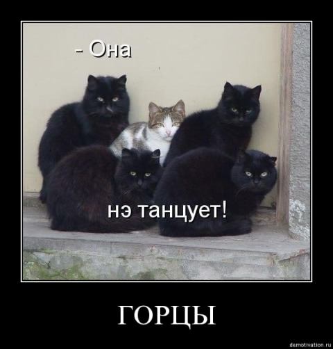 Демотиваторы про животных