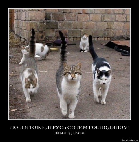 Демотиваторы про животных