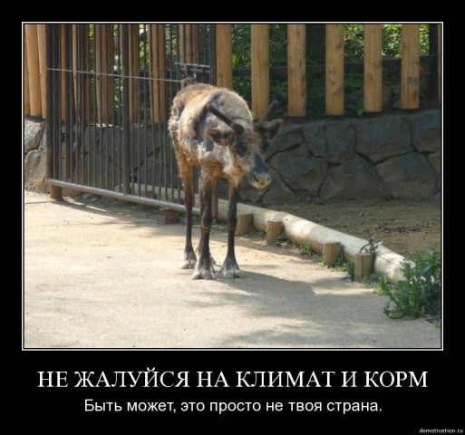 Демотиваторы про животных