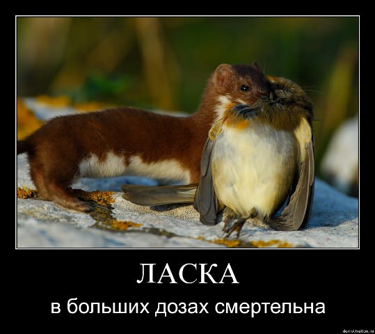 Демотиваторы про животных