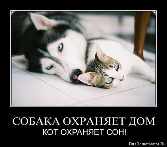 Демотиваторы про животных