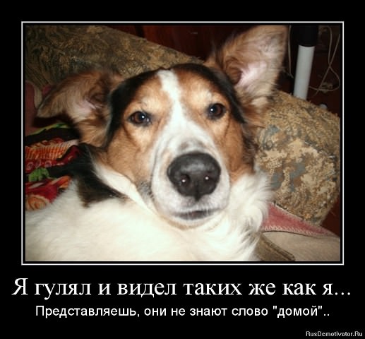 Демотиваторы про животных