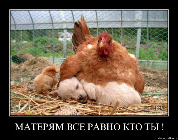 Демотиваторы про животных