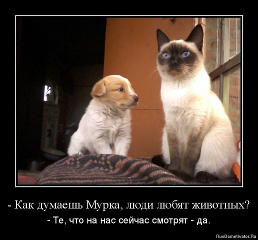 Демотиваторы про животных