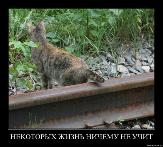 Демотиваторы про коте