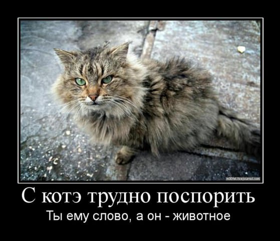 Демотиваторы про коте