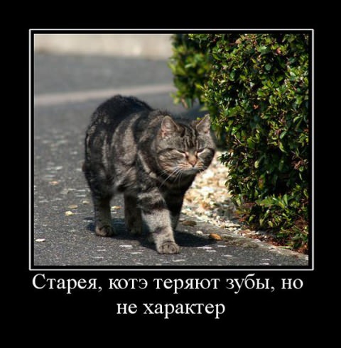 Демотиваторы про коте