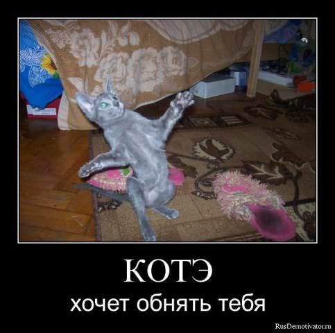 Демотиваторы про коте