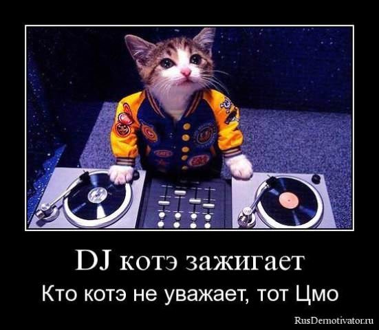 Демотиваторы про коте
