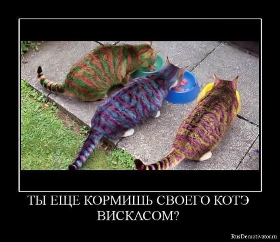 Демотиваторы про коте
