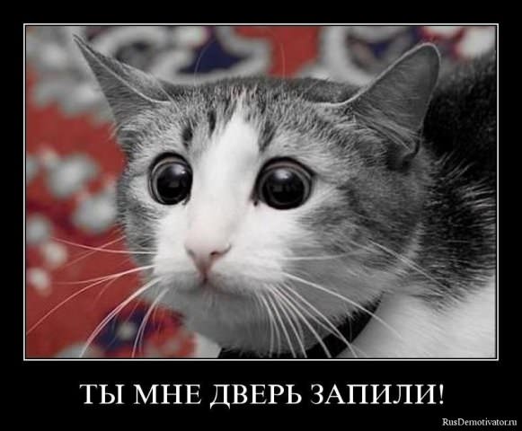 Демотиваторы про коте