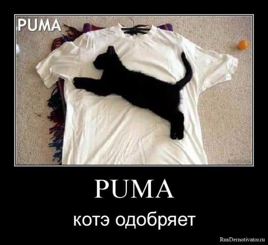 Демотиваторы про коте