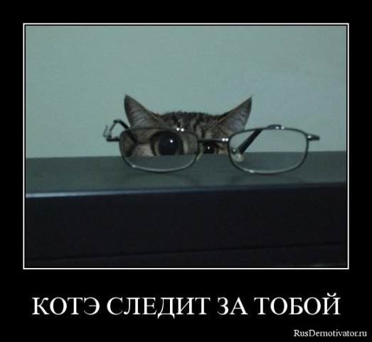 Демотиваторы про коте