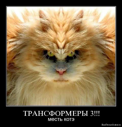 Демотиваторы про коте