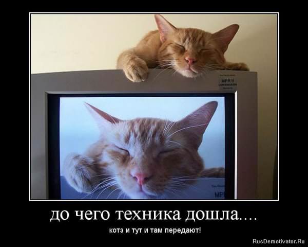 Демотиваторы про коте