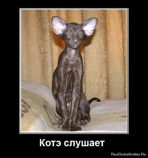 Демотиваторы про коте
