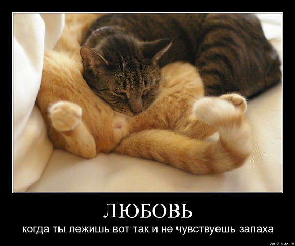 Демотиваторы про коте