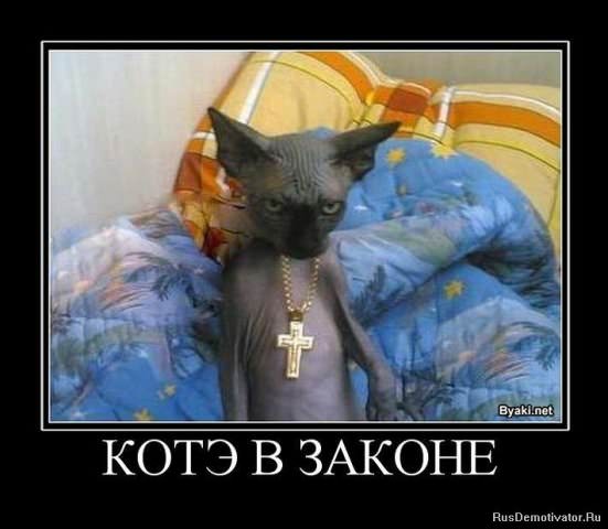 Демотиваторы про коте