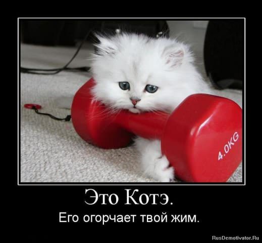 Демотиваторы про коте