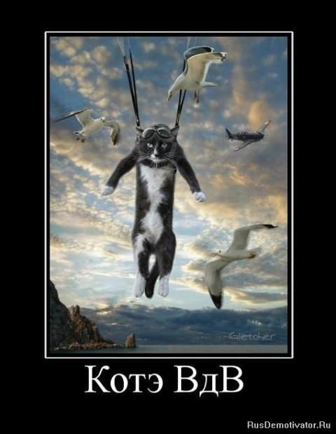 Демотиваторы про коте