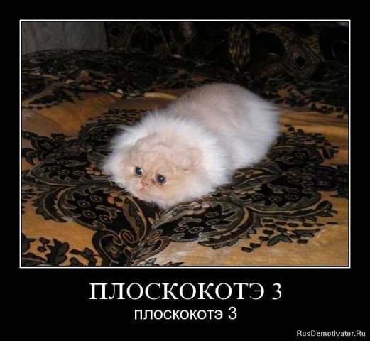 Демотиваторы про коте