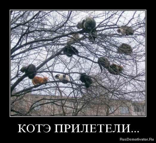Демотиваторы про коте
