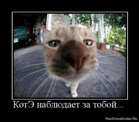 Демотиваторы про коте