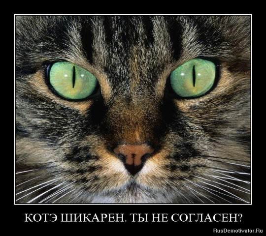 Демотиваторы про коте