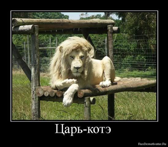 Демотиваторы про коте