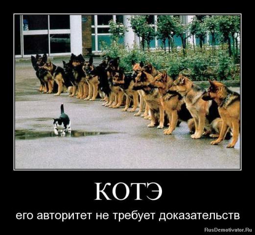 Демотиваторы про коте