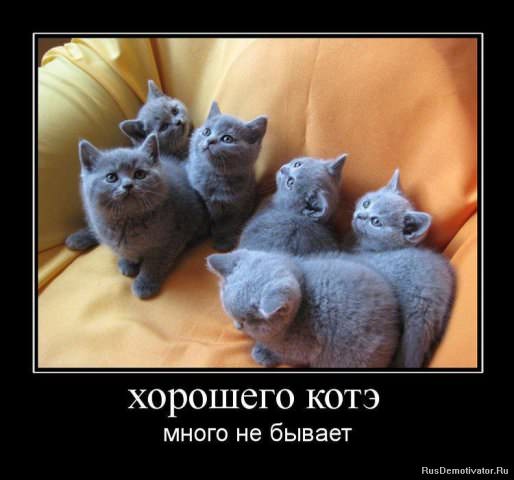 Демотиваторы про коте