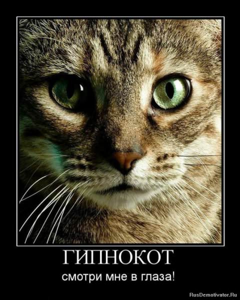 Демотиваторы про коте