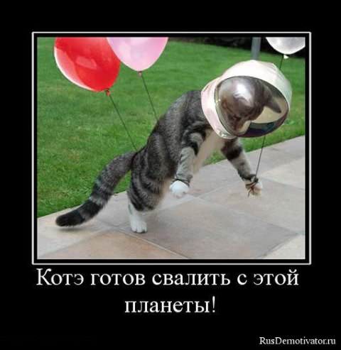 Демотиваторы про коте