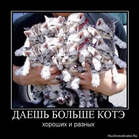 Демотиваторы про коте