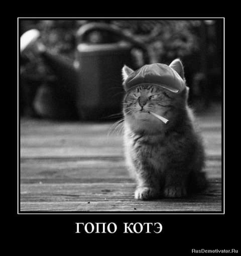 Демотиваторы про коте